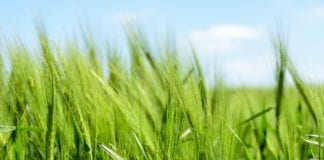 Payments to 1,200 organic farmers start early galway daily news organic farm farmers