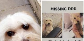 Have you seen this dog? Cash reward offered for safe return of missing Riley galway daily news missing dog