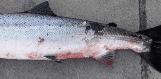 Red skin disease symptoms reported in wild salmon in the Corrib Galway Daily news Red skin disease symptoms reported in wild salmon in the Corrib
