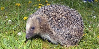 Public asked to be ‘Citizen Scientists’ in national hedgehog survey hedgehog galway daily news nuig animal