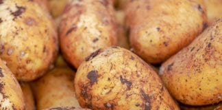 More than €3 million aid for seed and chipping potato farmers Galway Daily news blight warning for galway