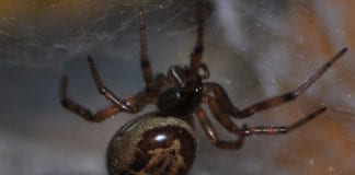 Ireland’s most venomous spider could be more toxic than believed Galway Daily news Ireland's most venomous spider could be more toxic than believed