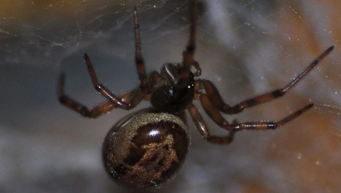 Galway Daily news Ireland's most venomous spider could be more toxic than believed