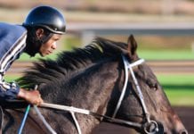 Galway Races 2026: Early Odds and Contenders for the Plate & Hurdle Galway Daily gaming The Feature Races at the Galway Festival