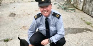 Litter of foxhound puppies stolen from Craughwell recovered safely in Belfast Galway Daily news Litter of puppies stolen from Craughwell recovered safely in Belfast