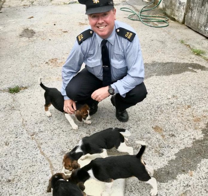 Galway Daily news Litter of puppies stolen from Craughwell recovered safely in Belfast