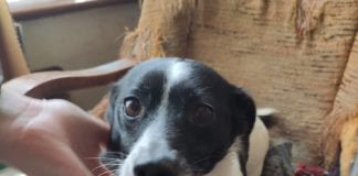 Dog stolen in Cork rescued by Galway GardaĆ Galway Daily news Dog stolen in Cork rescued by Galway GardaĆ