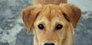 “Unprecedented pressure” on dog rescue and kennel services Galway Daily news "Unprecedented pressure" on dog rescue and kennel services