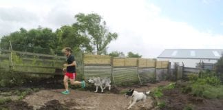 Local volunteer to run unconventional marathon for local dog rescue charity galway daily madra dog rescue charity marathon run owen hanley