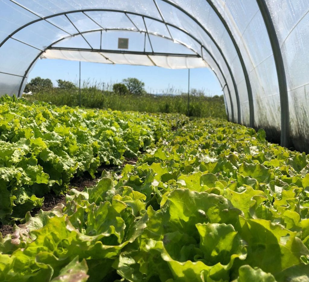 Stock you shelves with fresh local food at Joyce's supermarkets