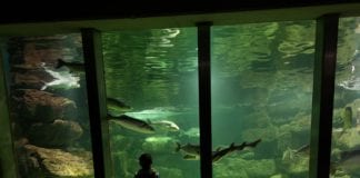 Discover the Ocean your way with Galway Atlantaquaria Galway Daily education Discover the Ocean your way with Galway Aquarium