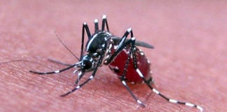 Galway accounts for one in ten call-outs for biting insects galway daily call-out bugs biting insect