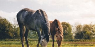 Fresh reminder from Gardaà of Ballinasloe Horse Fair cancellation Galway Daily news Ballinasloe Horse Fair cancelled again this year