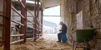 Galway startup helping Marts go remote with virtual auctions Galway Daily news Galway company MartEye wins national award at Ploughing Championship