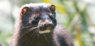 Galway TD calls for cull of wild mink Galway Daily news Galway TD calls for cull of wild mink