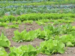galway daily news green party organic farmers galway funding farming farm