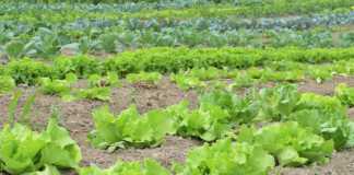 €320,000 allocated to organic farmers in Galway galway daily news green party organic farmers galway funding farming farm