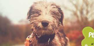 Galway girl ‘Cloud’ crowned Puppy of the Year Galway Daily puppy of the year 2020