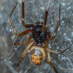 False Widow (1)