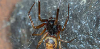 Ireland’s deadliest spider even more dangerous than believed galway daily news house spiders false widow spider venomous