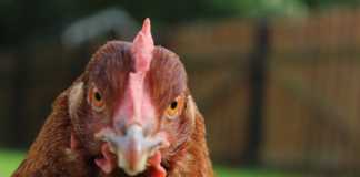 Give a few hens a happy home this Christmas!