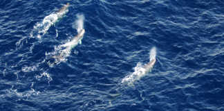 Sperm whales thriving off the west of Ireland GMIT study finds Galway Daily environment Sperm whales thriving off the west of Ireland GMIT study finds