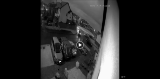 Family devastated after beautiful dog stolen by thugs galway daily news stolen dog athenry baja