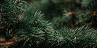 Christmas tree recycling in Galway city next week Galway Daily Free Christmas Tree recycling in Galway County