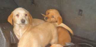 GardaĆ rescue 17 suspected stolen dogs in Kiltullagh Galway Daily news GardaĆ rescue 17 suspected stolen dogs in Kiltullagh