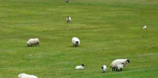 Dog owners urged to be responsible during lambing season galway daily news heather humphreys lambs sheep dogs