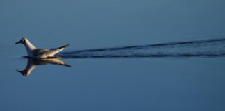 Young people capture the beautiful nature of Galway city galway daily news photography competition galway city nature