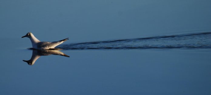 galway daily news photography competition galway city nature