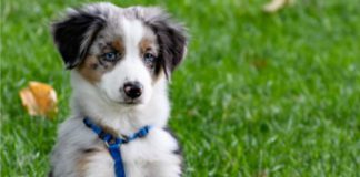 Celebrate national Love Your Pet Day with free treats for furry companions Galway Daily life & style Celebrate national Love Your Pet Day with free treats for furry companions