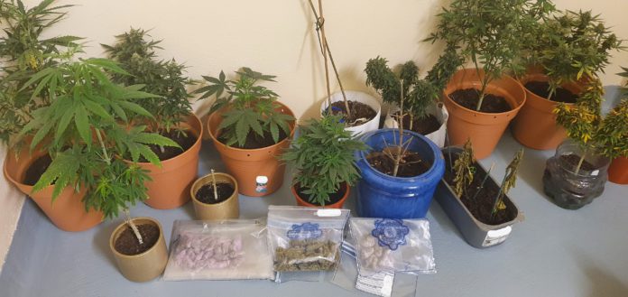 Galway Daly news Gardaí seize €12,000 in cannabis plants and herb in Oranmore