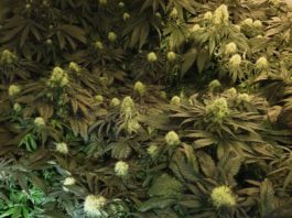 Galway Daily news Gardaí seize €40,000 of cannabis herb and plants in Ardrahan