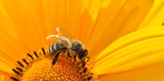 New Galway initiative encourages people to help bees and pollinators galway daily news Funding announced for ten biodiversity projects in Galway