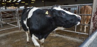 Athenry Mart has licence suspended for breaching COVID regulation galway daily news athenry mart licence suspended