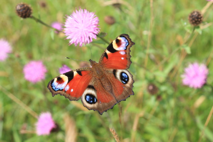 Galway Faily Return to the Wild for Biodiversity Week