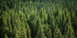Answers still neeeded on new forestry programme says TD