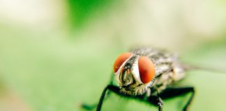 NUIG fruit fly study could have implications for human infertility Galway Daily news NUIG fruit fly study could have implications for human infertility