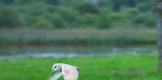 Public asked to contribute to Galway Barn Owl survey galway daily news barn owl survey in galway