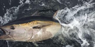 Skippers sought for Bluefin Tuna catch-and-release programme Galway Daily news Skippers sought for Bluefin Tuna catch-and-release programme