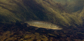 IFI investigating after Pike discovered in Connemara lake Galway Daily news IFI investigating after Pike discovered in Connemara lake