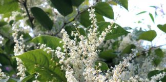 Removing moisture could control Japanese knotweed, NUIG study finds galway daily news japanese knotweed study nuig