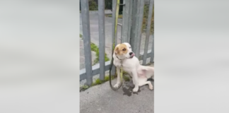 Upsetting video shows terrified dog abandoned in Galway galway daily news dog abandoned ballinasloe galway spca
