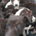 Lurchers Galway SCPA