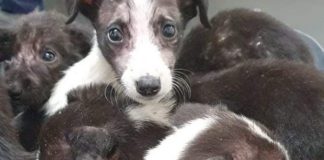 Puppies found abandoned and emaciated in field making healthy recovery Galway Daily news puppies abandoned in field making recovery