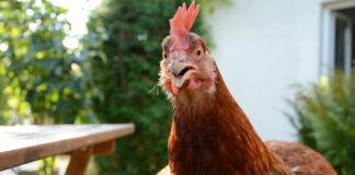Hens flock to Athenry and Headford to hunt for happy homes galway daily news hens in galway