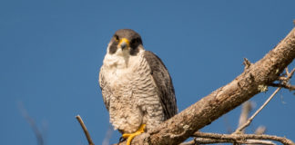 Dangerous Avian Flu strain H5N1 detected in Oranmore bird Galway Daily news Contagious strain of Avian Flu H5N1 confirmed in Oranmore bird