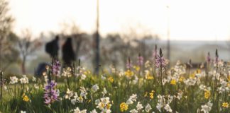 NUI Galway earns Gold rating for sustainability galway daily news nui galway sustainability award